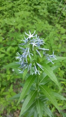 Amsonia