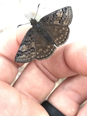 Erynnis icelus