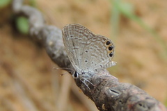 Freyeria trochylus