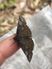 Erynnis icelus