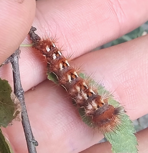 Knot Grass Moth