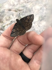 Erynnis icelus