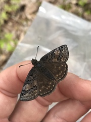Erynnis icelus