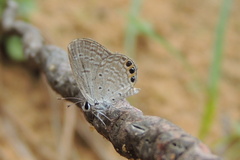 Freyeria trochylus