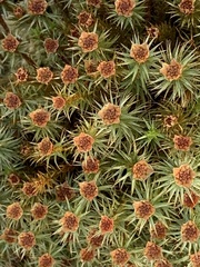 Polytrichum piliferum