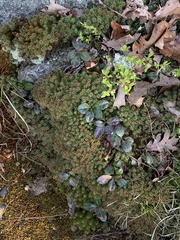 Polytrichum piliferum