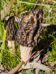 Morchella australiana