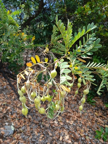 Sophora macrocarpa, photograph 6