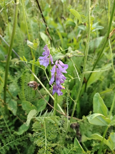 tufted vetch