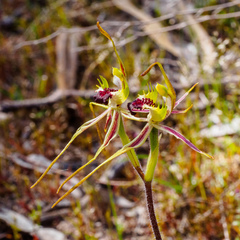 Caladenia villosissima