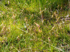 Caladenia villosissima