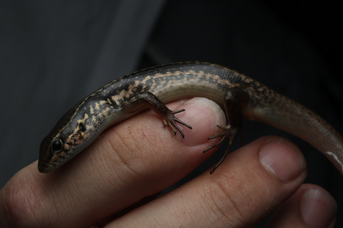 Indian Forest Skink