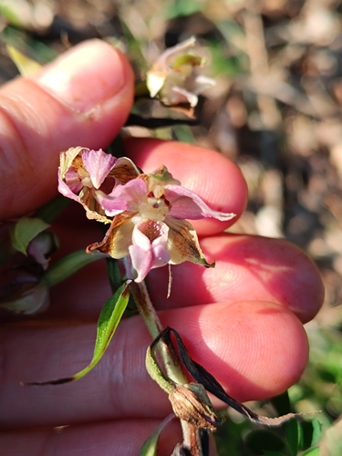 Broad-leaved helleborine