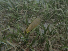 Thalassia testudinum, photograph (c) Matteo Bellucci, some rights reserved (CC BY)