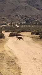 Canis latrans
