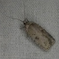 Agonopterix canadensis