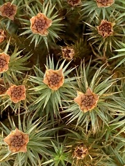 Polytrichum piliferum