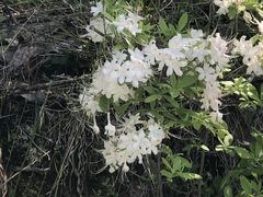 Rhododendron alabamense