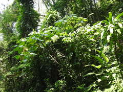 Piper auritum