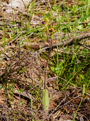 Caladenia villosissima