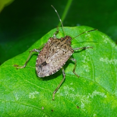 Halyomorpha picus