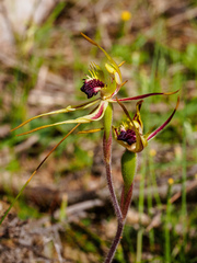Caladenia villosissima