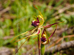 Caladenia villosissima