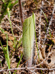 Caladenia villosissima