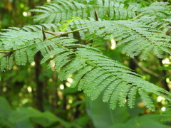 Vachellia campechiana