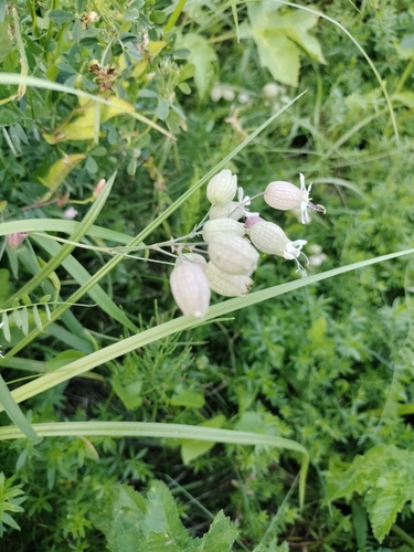bladder campion