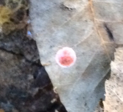 Phrurolithidae