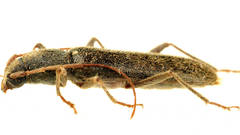 Oebarina ceresioides