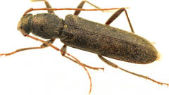 Oebarina ceresioides