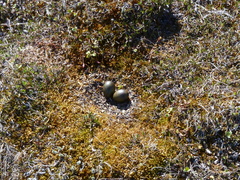 Stercorarius longicaudus