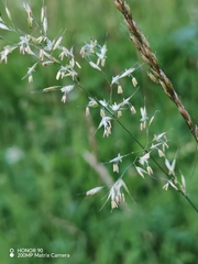 (c) Ljaž, some rights reserved (CC BY) Trisetum flavescens, photograph (c) Ljaž, some rights reserved (CC BY)