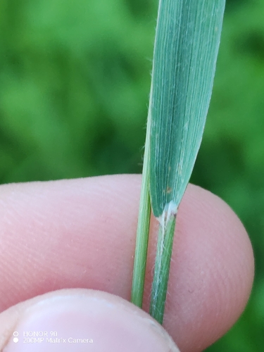 Trisetum flavescens, photograph 5