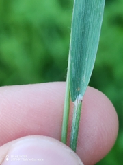 (c) Ljaž, some rights reserved (CC BY) Trisetum flavescens, photograph (c) Ljaž, some rights reserved (CC BY)