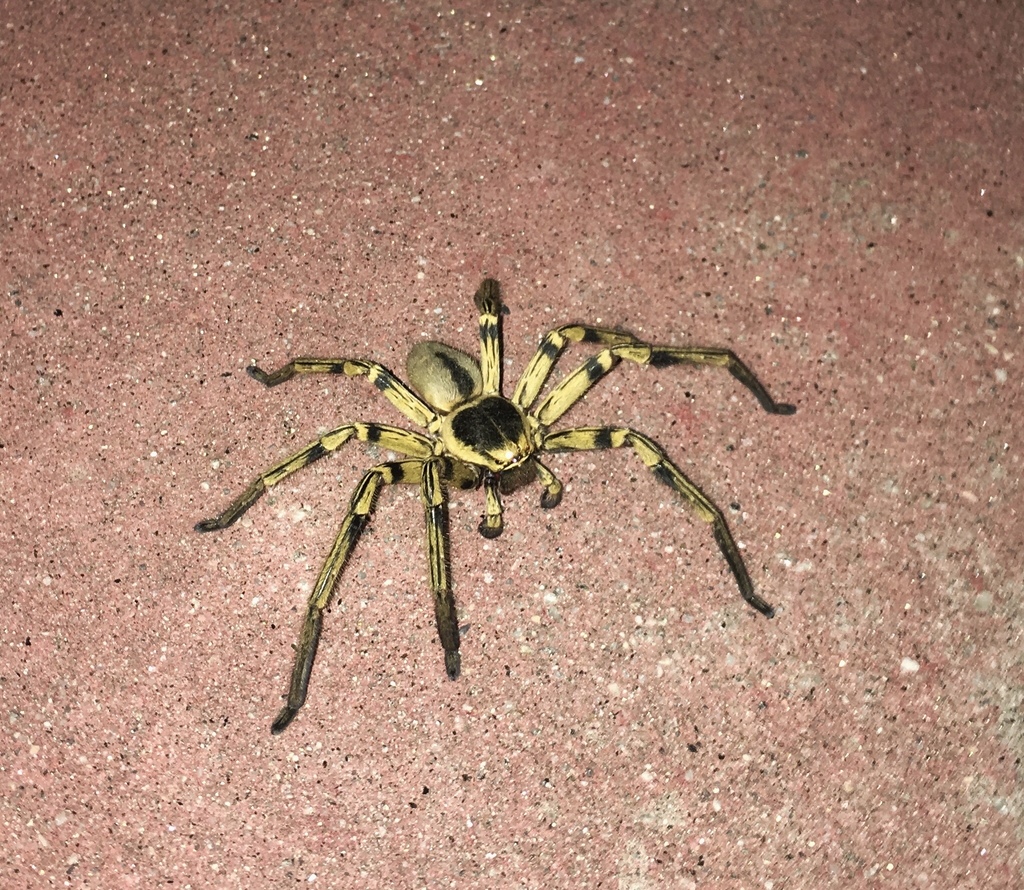 Polybetinae