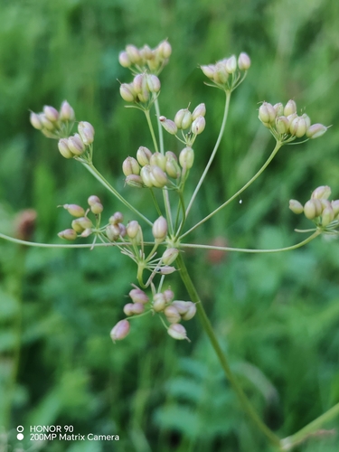 Pimpinella major, photograph 2