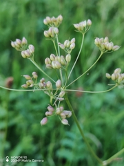 Pimpinella major, photograph (c) Ljaž, some rights reserved (CC BY)