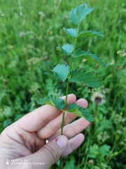 Pimpinella major, photograph (c) Ljaž, some rights reserved (CC BY)