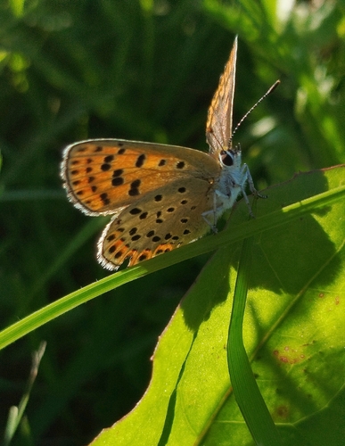 Sooty Copper