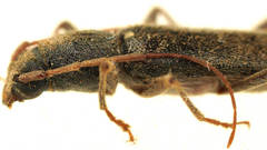 Oebarina ceresioides
