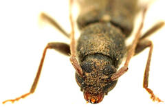 Oebarina ceresioides