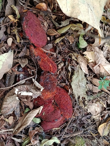 Scybalium fungiforme