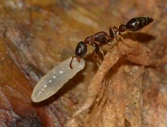 Formicidae