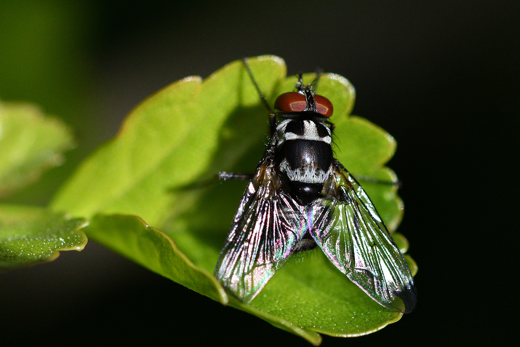 Anthomyia maculigena