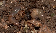 Deroceras