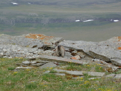 Marmota broweri