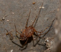 Scytodes